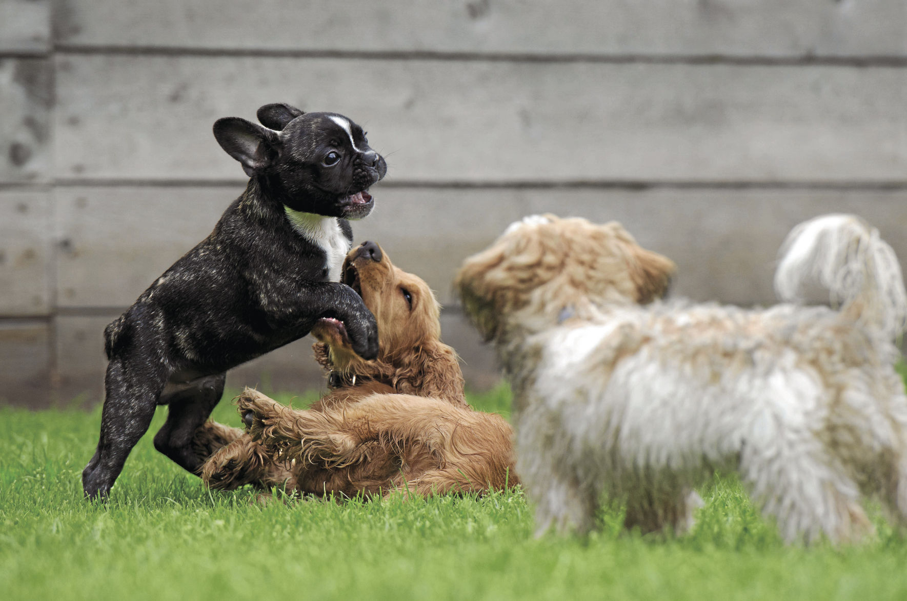 playing-puppies-790638_CMYK.jpg